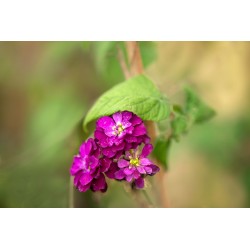 Mis Lilas