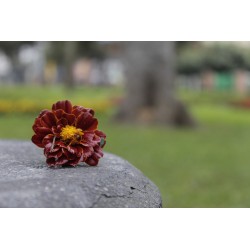 Flor roja